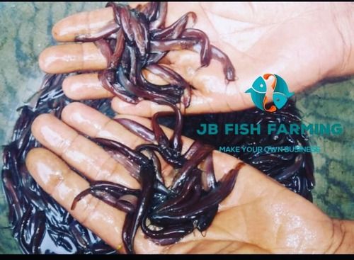 Catfish Seeds For Fish Farming Length: 1 Inch (In)