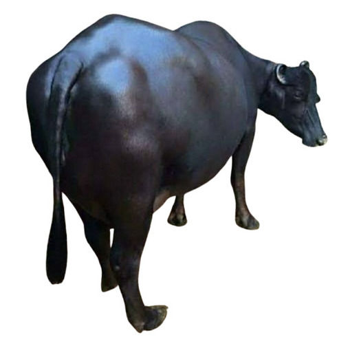 Black Murrah Buffalo - Weight: 550  Kilograms (Kg)