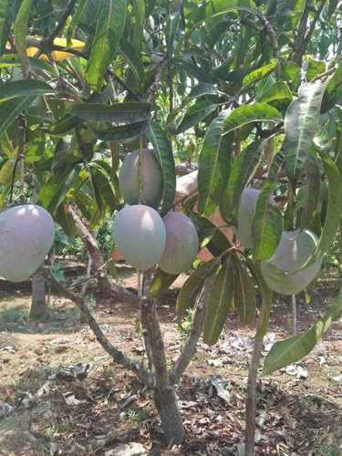 Green Fresh Fruits Mango (Fully Matured)