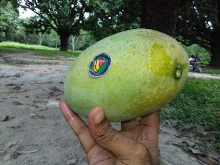 Indian Green Nenga Mango