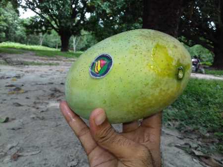 Organic Indian Green Nenga Mango