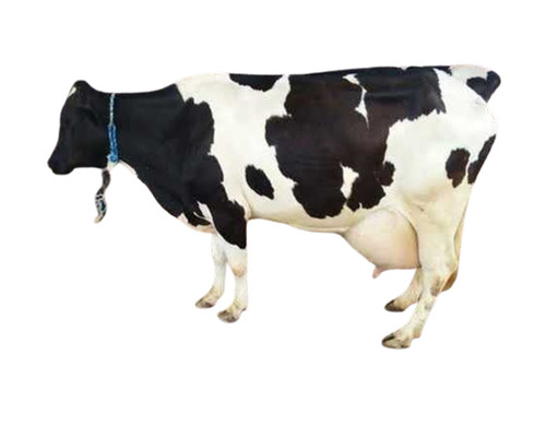 HF Cow - 5.5ft Tall, Black White Color | Female and Male Varieties with High Yield of 30-40 Liters/Day