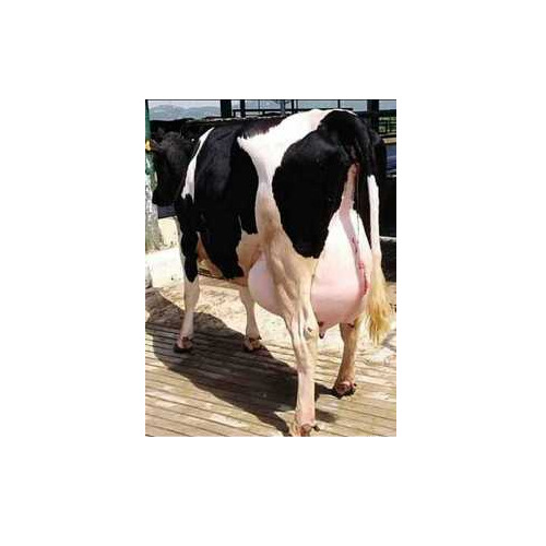 Pure Healthy Hf Cow - Color: Black & White