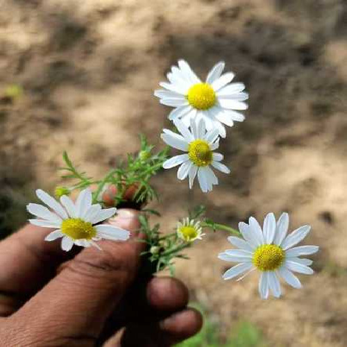 Chamomile Flowers - Color: White