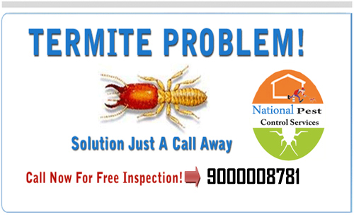 Termite Pest Control Services By NATIONAL PEST CONTROL SERVICES