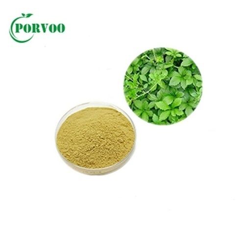 Gynostemma Pentaphyllum Extract (CAS No. : 15588-68-8)