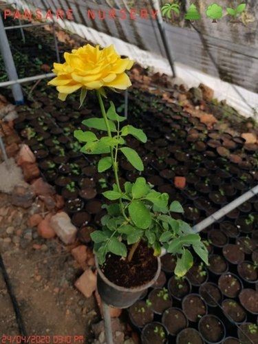 Organic Aromatic Rosaceae Rose Flower Plant