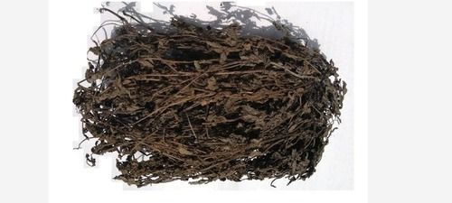Dried Black Jelly Grass