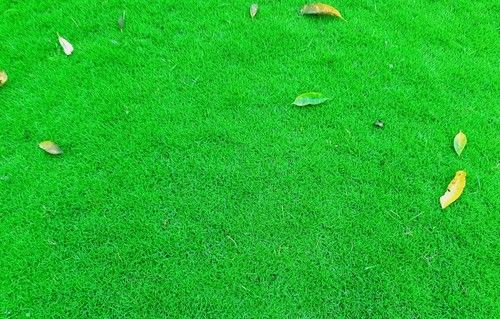 Green Grass Mexican Natural Carpet