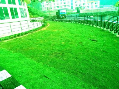 Natural Lawn Grass Mexican Carpet