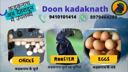 Doon Kadaknath Rooster Chicken