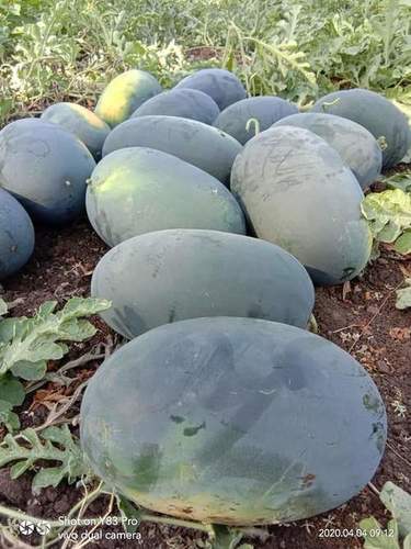 hybrid watermelon seeds