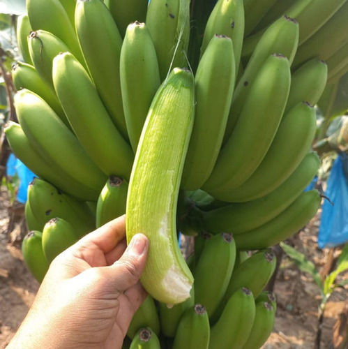 Fresh Green Color Banana