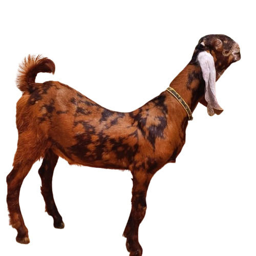 High Breed Sirohi Goat - Breed: Mutton