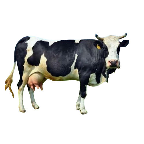 Black And White Hf Cow