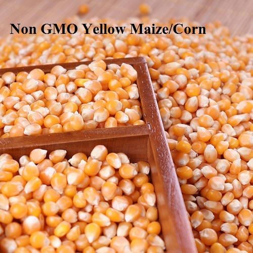 Non Gmo Yellow Maize/Corn Admixture (%): 1 % Max