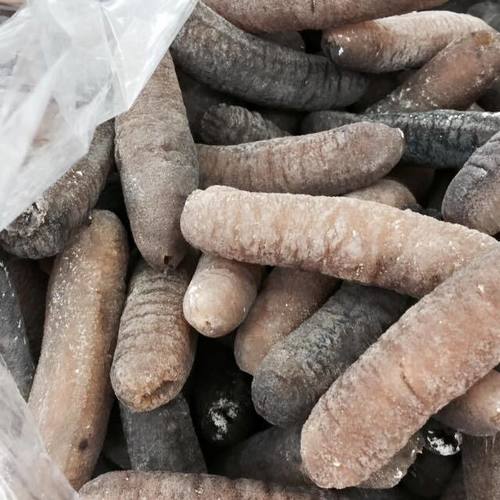 Frozen and Dried Sea Cucumber