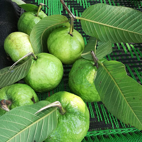 Organic Natural Fresh Sweet Green Guava