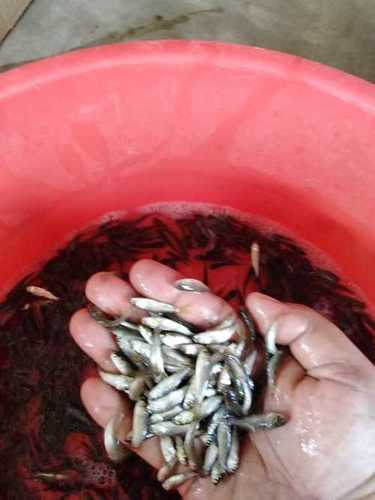 Grass Carp Fish Seed For Aquaculture