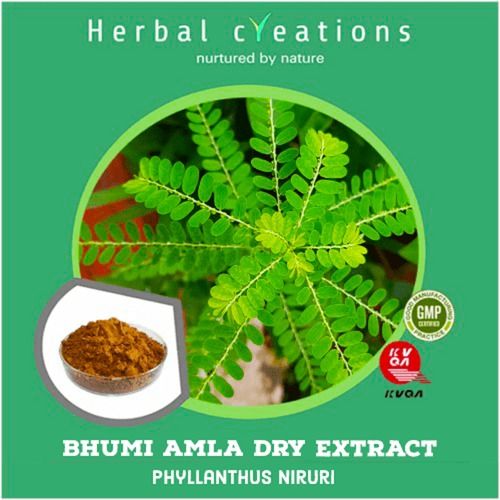Ayurvedic Phyllanthus Niruri Bhumi Amla Extract Powder