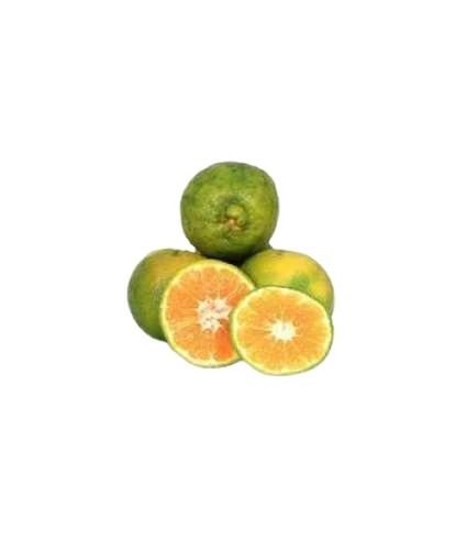 Common Natural Fresh Juicy Orange