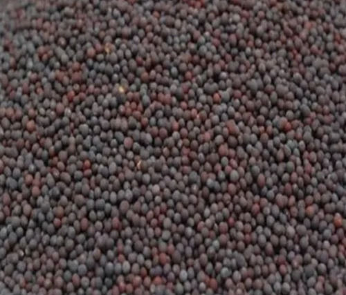 Black Mustard Seed - Grade: A Grade