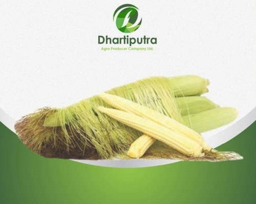 Indian Origin Baby Corn With All Nutrition