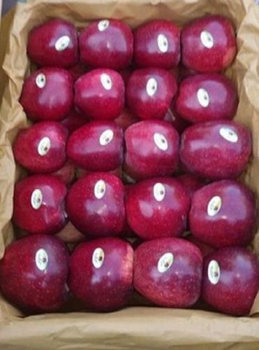 Fresh Red Delicious Apple Fruit
