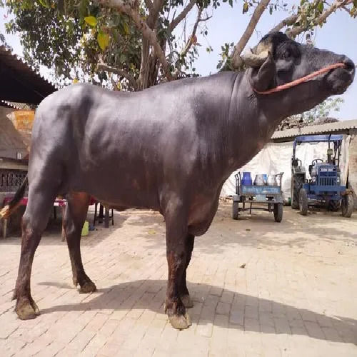 ब्लैक हेल्दी मुर्रा बुल