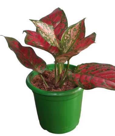 Interior Decorative Aglaonema Red Plant Size: Big