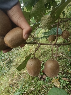 Common Natural Green Organic Fresh Kiwi