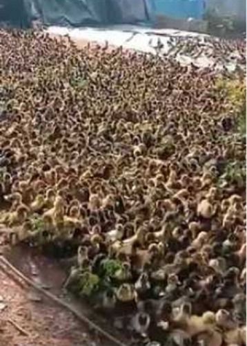 Indian Runner Duck Farming