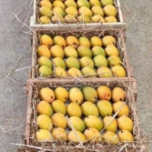 Yellow 100% Natural And Authentic Chemical Free A Grade Ratnagiri Mango