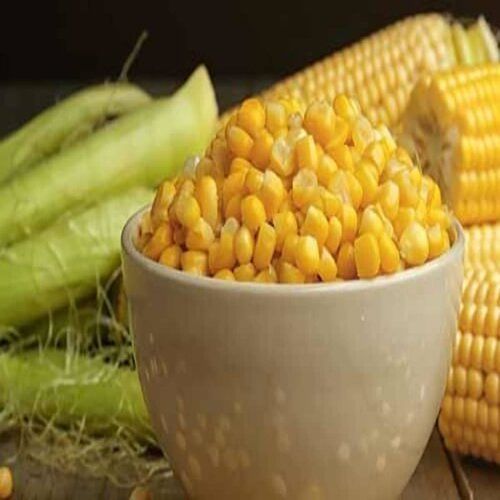 Fresh Natural Yellow Corn