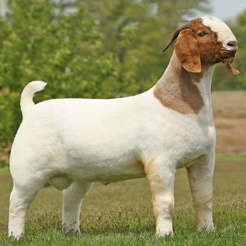 White & Brown Pure Breed Regularly Vaccinated Boer Goat