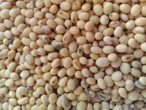 100% Natural Whole Soya Beans For Cooking And Oil Extraction