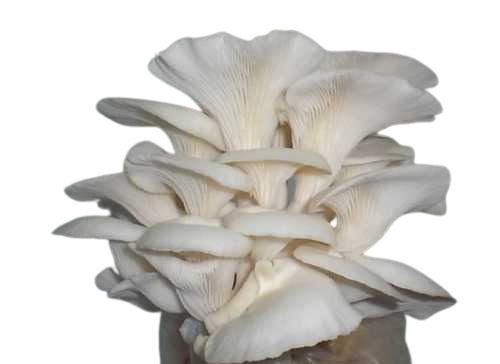 High In Protein Low In Fat Oyster Mashroom