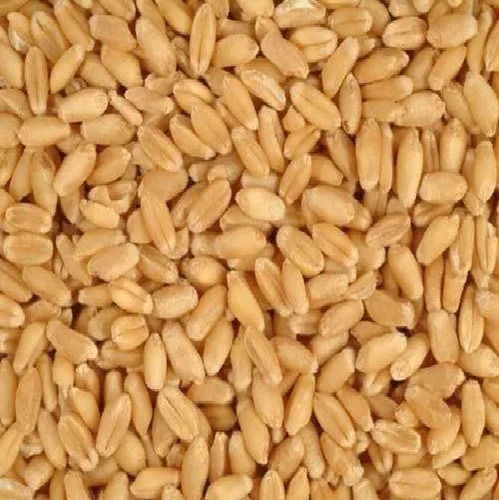 C Grade Wheat Grains