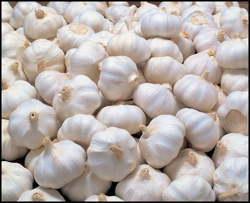 100% Natural Chemical Free Fresh White Garlic