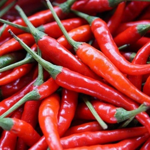 Natural Fresh Red Chili Mildly Pungent In Taste Used For Making Sauces, Cooking, Etc. Shelf Life: 6 Months