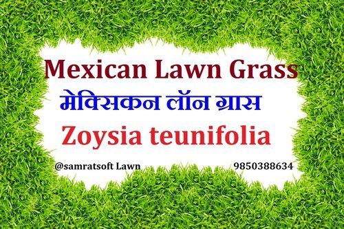 Easily Washable Mexican Lawn Grass For Garden, Home, Play Ground, Restaurant, Wedding Ground Length: 6 Foot (Ft)