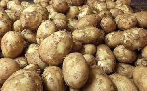 Healthy Glucose Level And High In Antioxidant And Vitamins B Fresh New Potato  Moisture (%): 2%