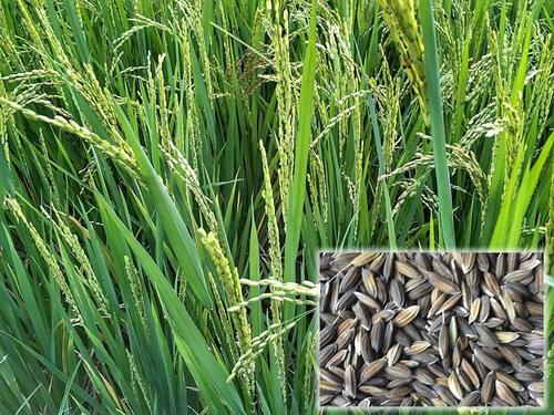 A Grade 100% Pure Navara Rarest Indigenous Paddy Rice Seeds Grains