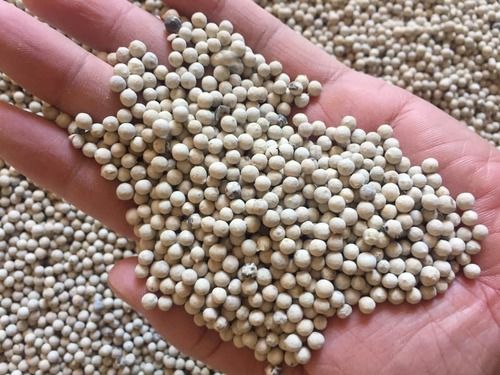 White Pepper For Food Spices With 12.5-13% Moisture And Admixture 630G/L Grade: Aaa