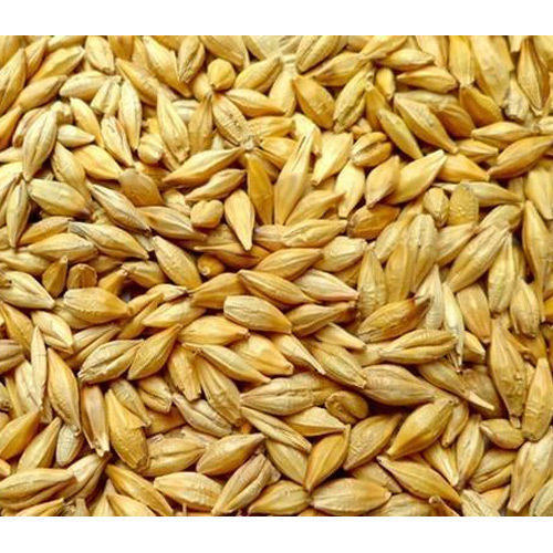 A Grade 100% Pure Natural And Organic Barley Seeds, 1 Kg Pack
