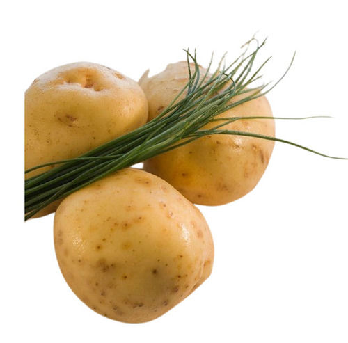 Fresh Potato