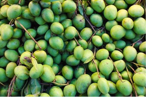No Artificial Color Rich Natural Taste Healthy Green Organic Fresh Mango