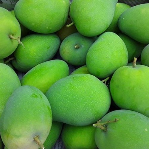 Vitamin A, C And Dietary Fiber Tangy Taste Green Raw Mango