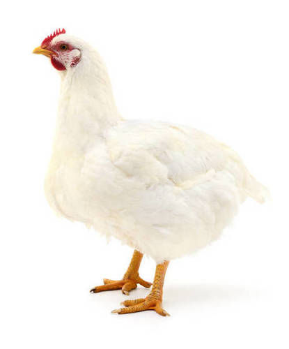 White Strengthens Bones With Nutrients And Vitamin B12 Healthy Live Chicken (White)