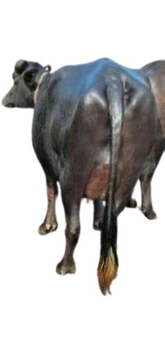 Pure Black Diseases Free Murrah Buffalo - Gender: Female